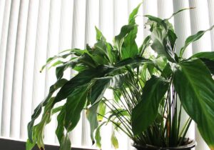 Houseplants' problems are further compounded by windows, which cut sunlight by another 10 percent. No wonder these plants, if they are growing at all, stretch for light this time of year. (Daniel Archuleta daniela@www.smdp.com)