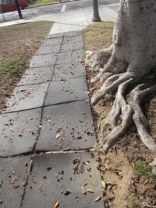 Recycled-rubber sidewalk sections, lifted by ficus roots. (Photo courtesy Anne Eggebroten)