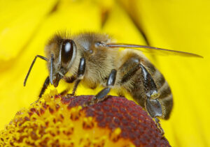 BUZZ: Attracting bees and butterflies to a garden is a noble pursuit, given that we all depend on these species and others to pollinate the plants that provide us with so much of our food, shelter and other necessities of life. (Photo courtesy iStockPhoto)