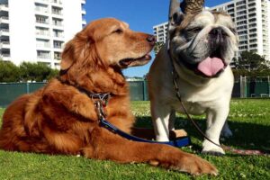 TALKING DOGS: Don't let on, but I think Jack has treats for us in his pocket. (Photo courtesy Matthew Hynes)