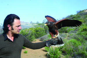 Master falconer Nricco Iseppi and Maya, one of three Harris Hawks he owns, near his house in Malibu. (Knowles Adkisson editor@www.smdp.com)