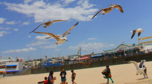 040913 _ X windy beach 3