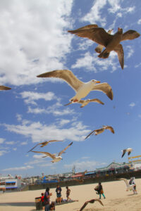 Birds fly against the wind on Santa Monica Beach on Monday. (Photo by Daniel Archuleta)