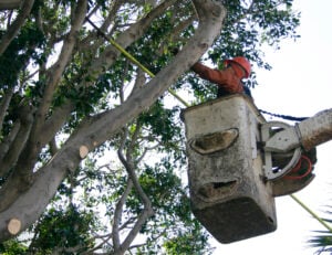 A worker with West Coast Arborists trims trees on Fifth Street last year. (Photo by Daniel Archuleta)