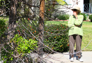 Doris Sosin looks over a recently planted tree that is struggling on 12th Street. The tree is located a few doors down from her home.