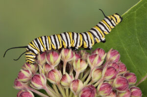 Monarch butterflies have been in sharp population decline over the last two decades — a process that has accelerated in just the last few years — due to habitat loss, eradication of the plants it depends upon and other environmental factors. Pictured:a monarch caterpillar on milkweed buds. (Courtesy iStockPhoto)