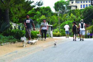 Hikers walk along Winding Way on their way to and from the Escondido Falls trail on a recent weekend. The increasingly popular trail has proven a headache for homeowners and local authorities. (Photo courtesy Julie Ellerton/The Malibu Times)