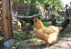 Lisa Sandbank watches her chickens.