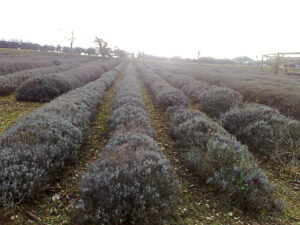 Some wonder whether our fascination with essential oils is so good for the planet, given that it can take hundreds if not thousands of pounds of plant material to make just one pound of an oil. Pictured: A lavender field at the Norfolk Lavender farm and nursery and distillery in Heacham, Norfolk, England. (Photo courtesy Mary Hillary)