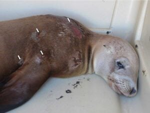 DECEASED: A sea lion that washed up in Malibu on Oct. 10 was found with four bullet wounds (see arrows). The animal later died of its injuries. (Photo courtesy Jonsie Ross)           