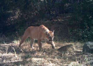 The mountain lion who was killed last month while trying to cross U.S. Route 101 in Agoura Hills, Calif. (Photo courtesy National Park Service)