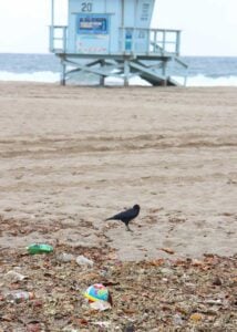 The first rain storm of the season left a wide swath of garbage on Santa Monica State Beach. (Daniel Archuleta daniela@www.smdp.com)