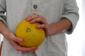 The pomelo is now available at Santa Monica's Farmers' Markets. (Maria Zizka editor@www.smdp.com)