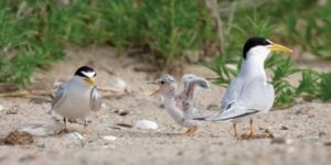 Least terns like the ones pictured here were spotted in the Malibu Lagoon for the first time in over 70 years. (Photo courtesy Google Images)